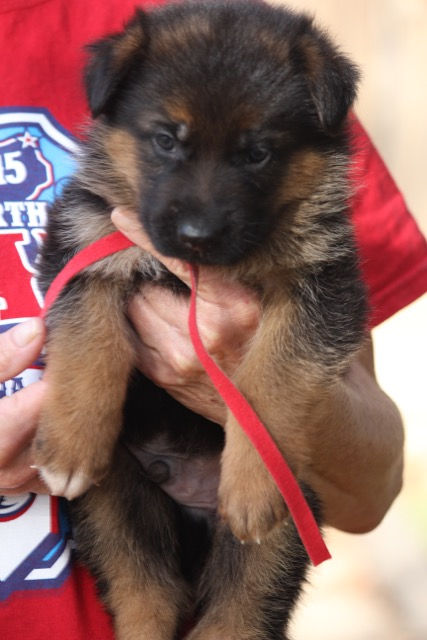 German Shepherd Puppy