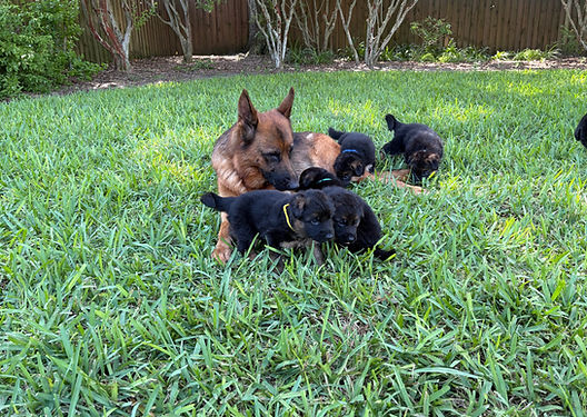 DiamantIkePups1.jpeg