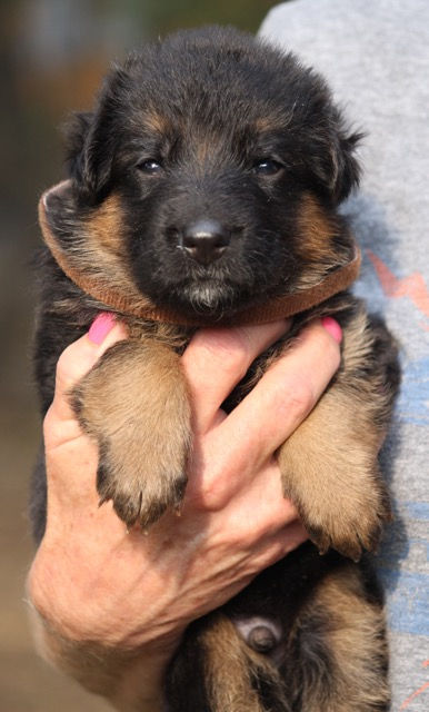 Texas German Shepherd Puppy