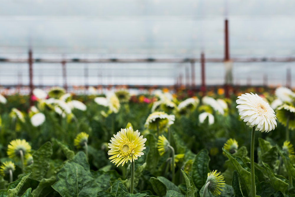 The Ultimate farm management system