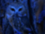 Saw-Whet Owl, Great Sand Dunes, (c) NPS_Patrick Myers .jpg