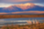 Sandhill Cranes [1], Great Sand Dunes, (c) Patrick Myers.jpg