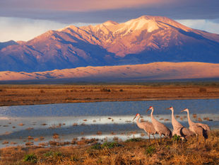 Four Sandhill Cranes stand near a wetland area at sunset near the Great Sand Dunes National Park and Preserve.