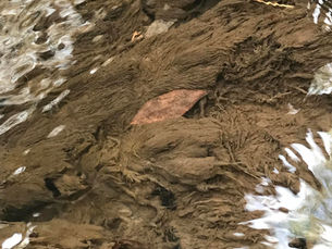 A Nuisance Algae: The Spread of Didymo in Crestone