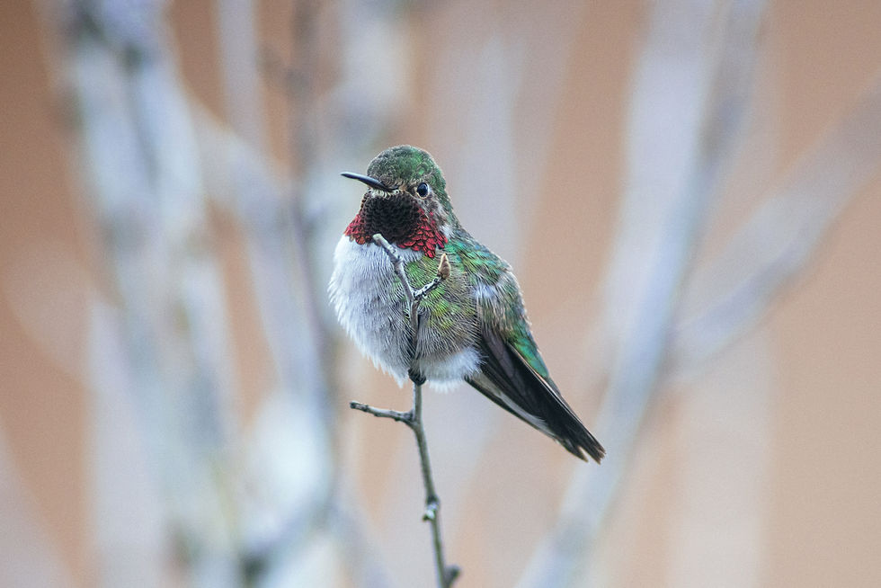 Broad-tailed Hummingbird.jpg