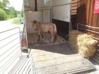 Mini Pony am WRC Cup Turnier