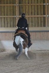Para Reining Camp erster Stop