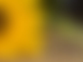 Sonnenblume mit einem kleinen Häuchen Pferdefutter