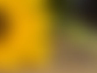 Sonnenblume mit einem kleinen Häuchen Pferdefutter