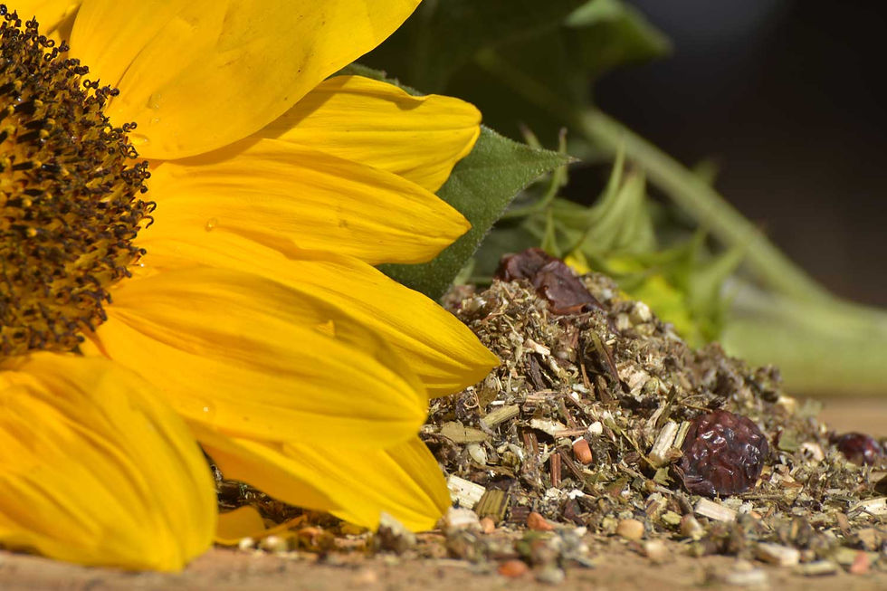 Sonnenblume mit einem kleinen Häuchen Pferdefutter