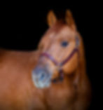 A Frozen Bakonyi AQHA ménportré