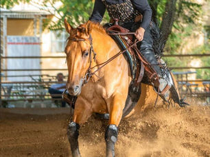 $ 100.000-added Austrian Reining Futurity