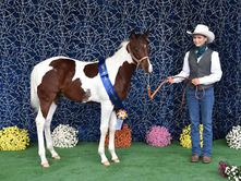 Halter Weanling Stallions - Zuchtschau Weanling Stallions Eva Wynistorf