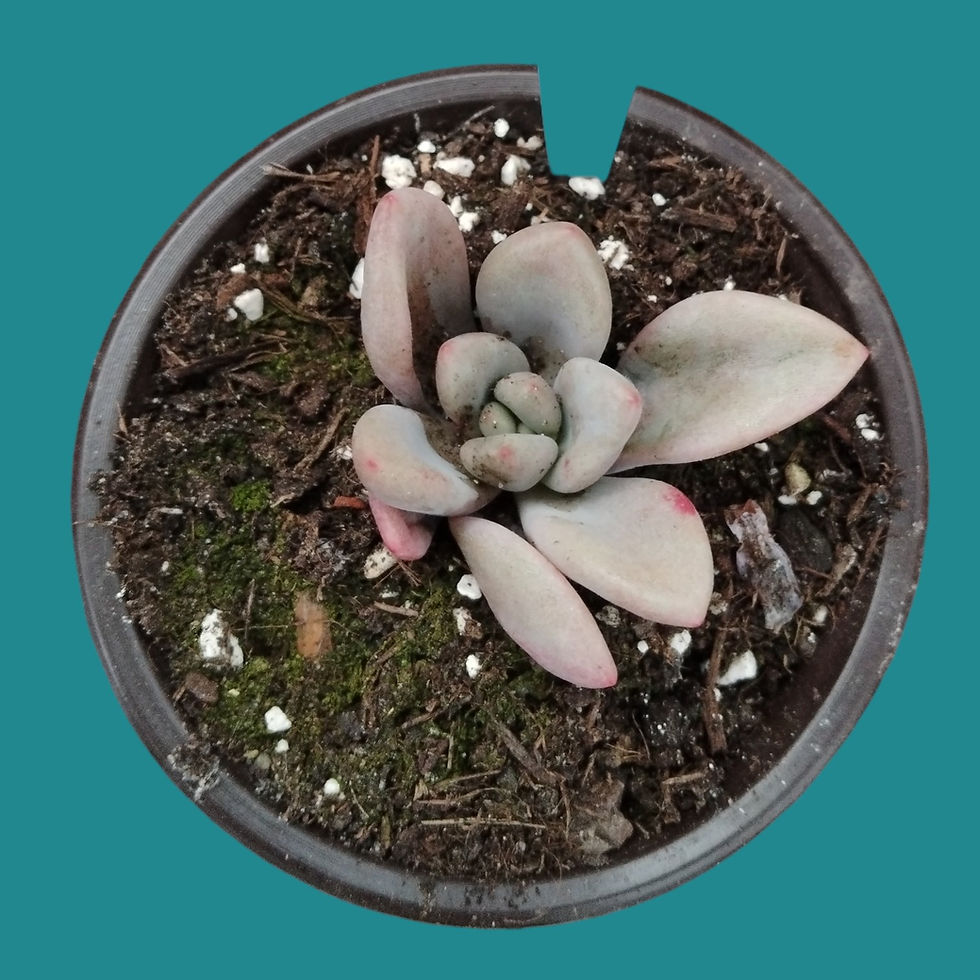 Miniature : Graptoveria "Opalina"
