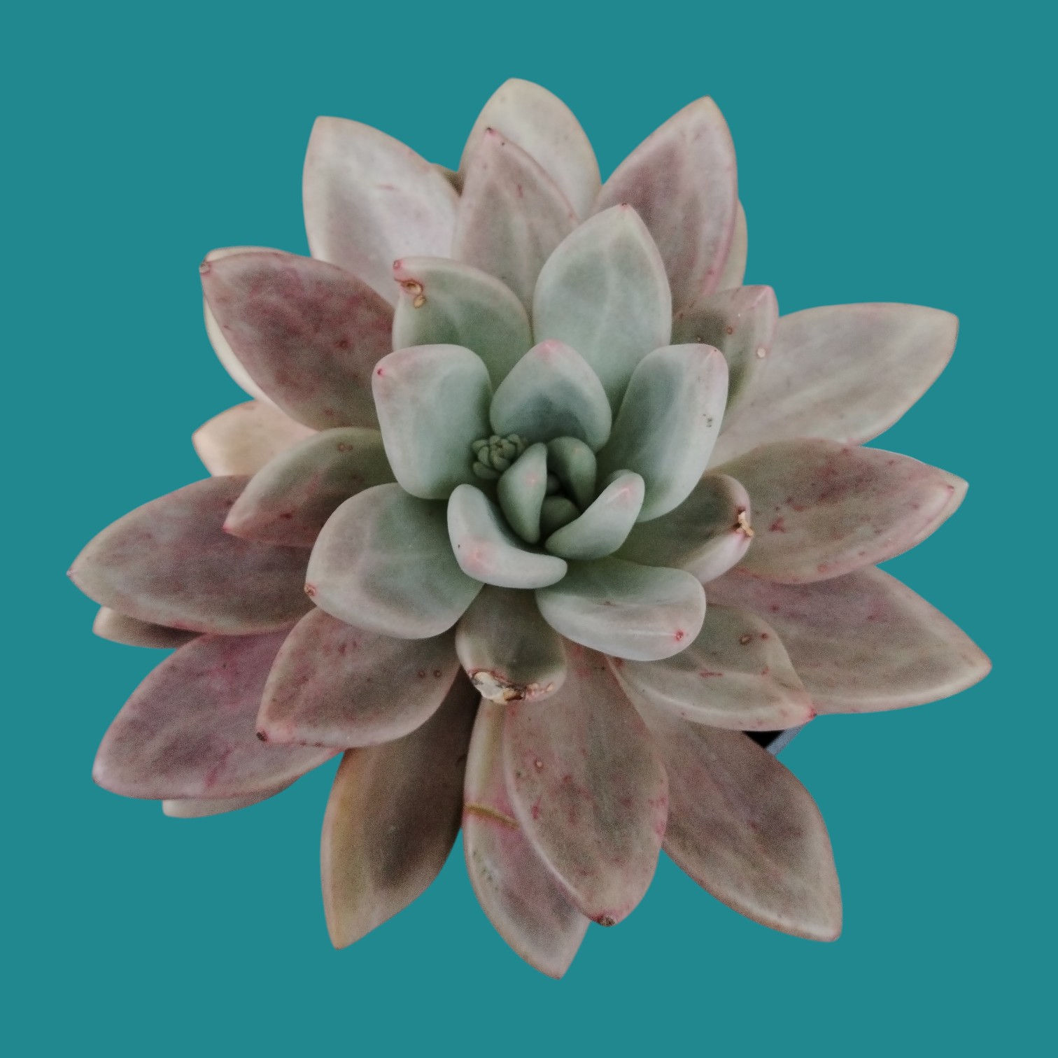 Graptoveria "Opalina"