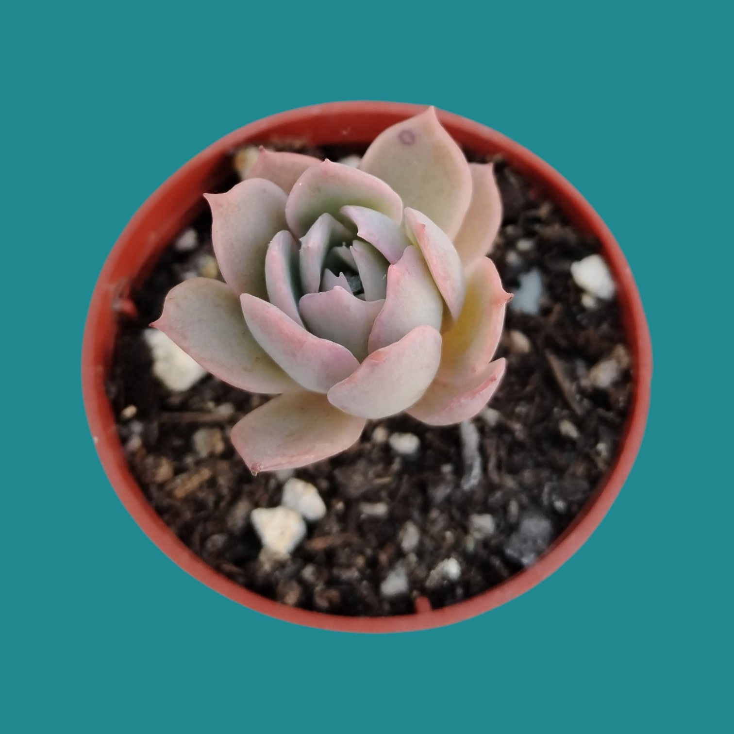 Echeveria " Spark "