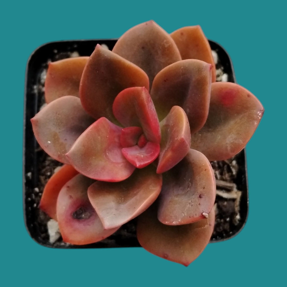 Miniature : Echeveria "Chroma" 