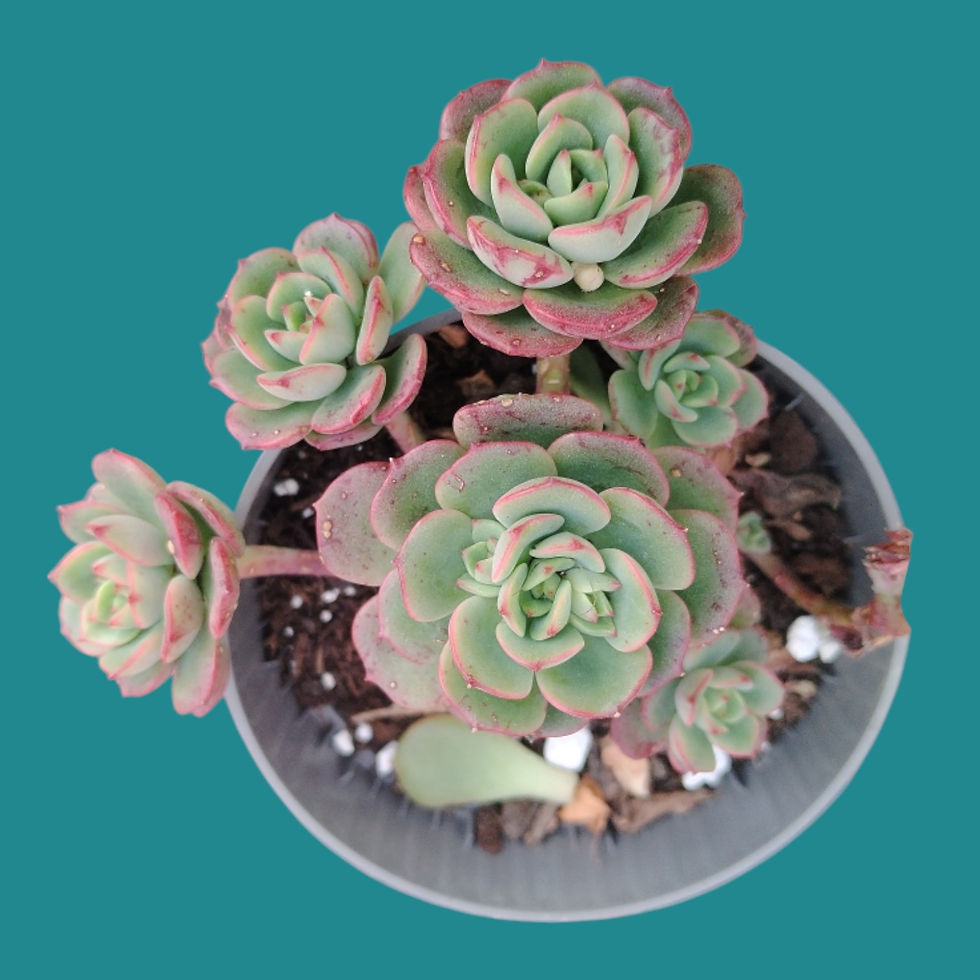 Miniature : Echeveria " Victor " 