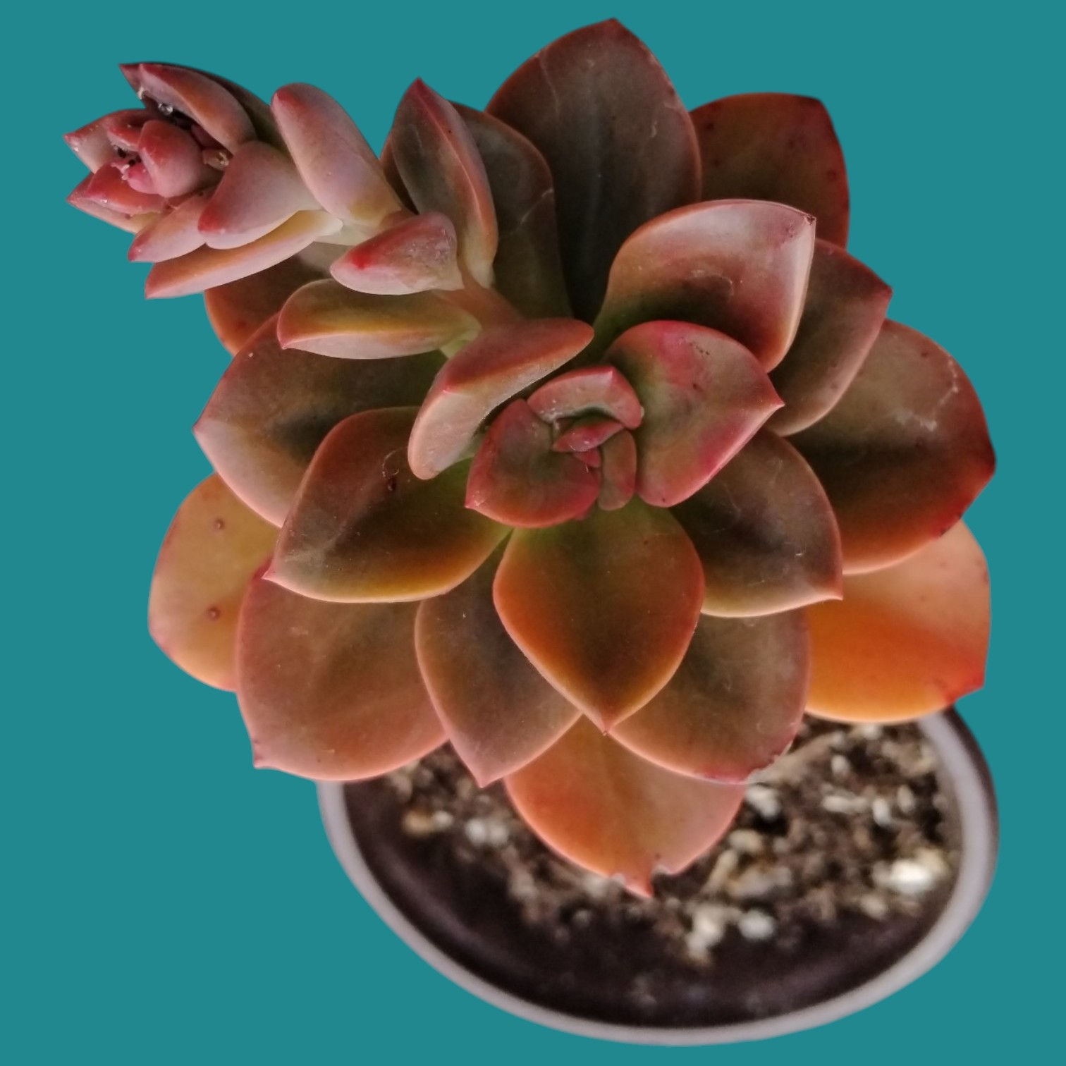 Echeveria "Chroma" 