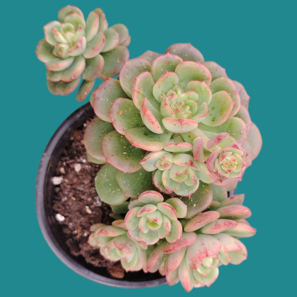 Miniature : Echeveria " Victor " 