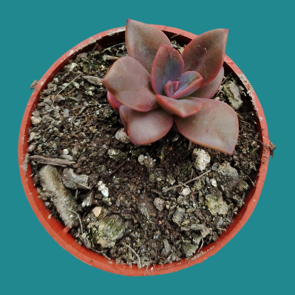 Miniature : Echeveria "Chroma" 
