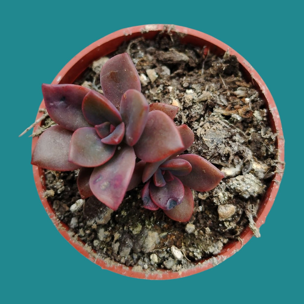 Miniature : Echeveria "Chroma" 