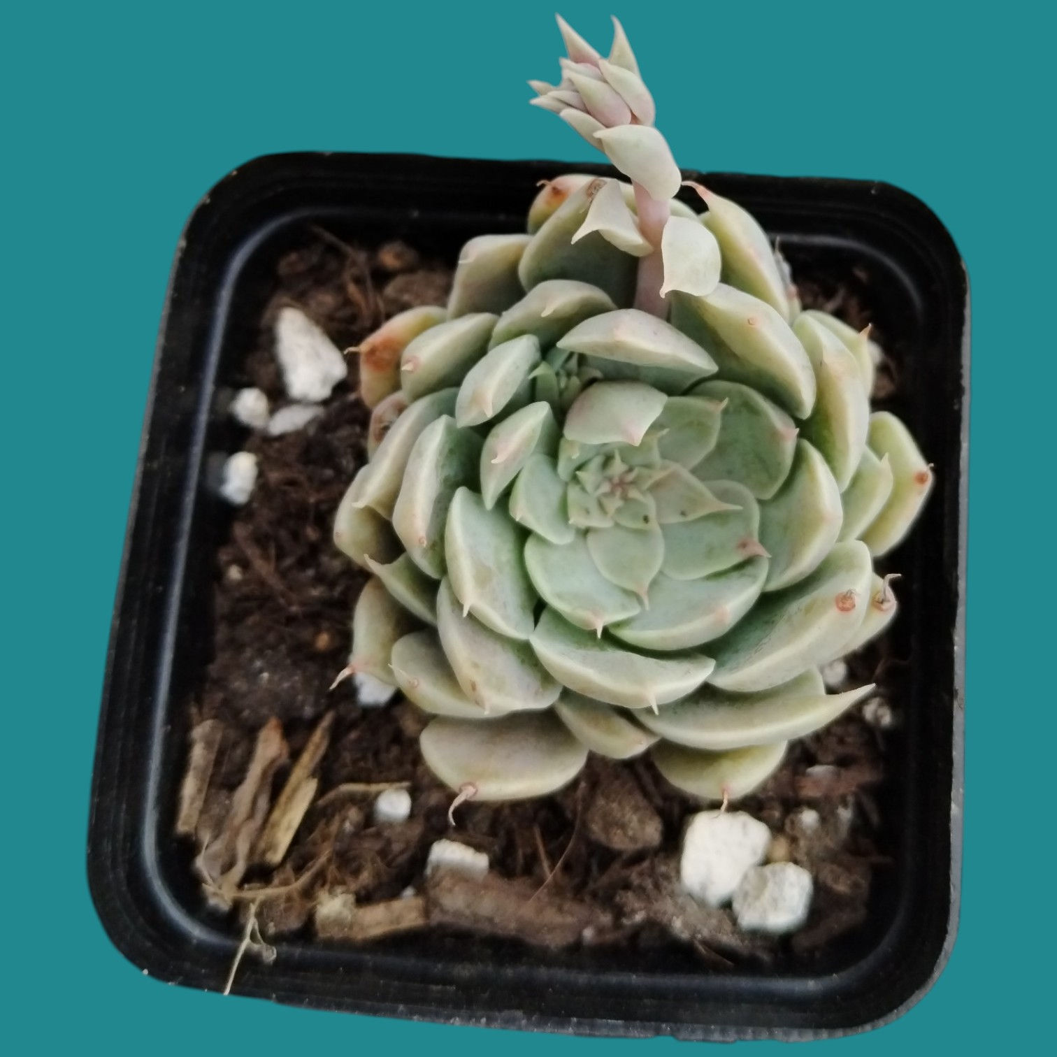 Graptopetalum "Heaven"