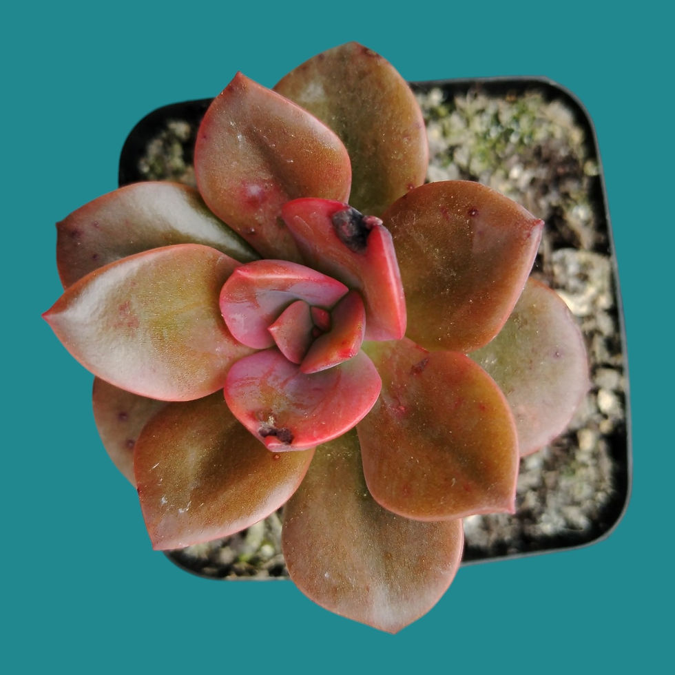 Miniature : Echeveria "Chroma" 