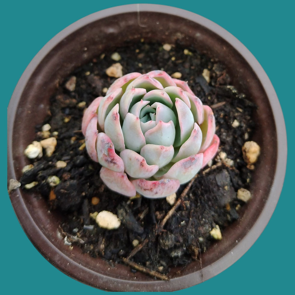 Miniature : Echeveria " Spark "