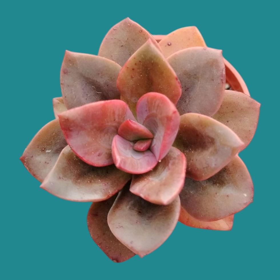 Miniature : Echeveria "Chroma" 