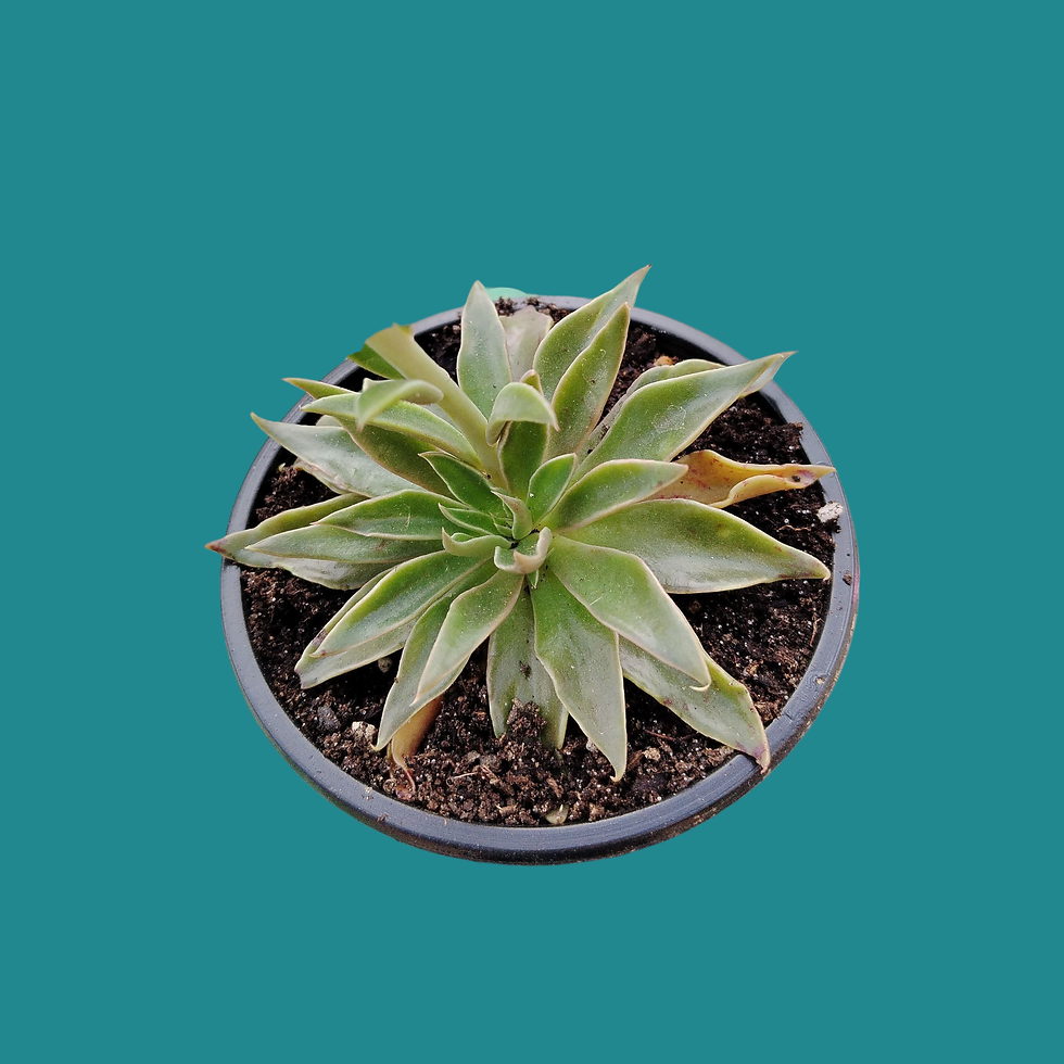 Miniature : Echeveria " Sabre Wolf " 
