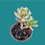 Miniature : Echeveria " Toggle " 