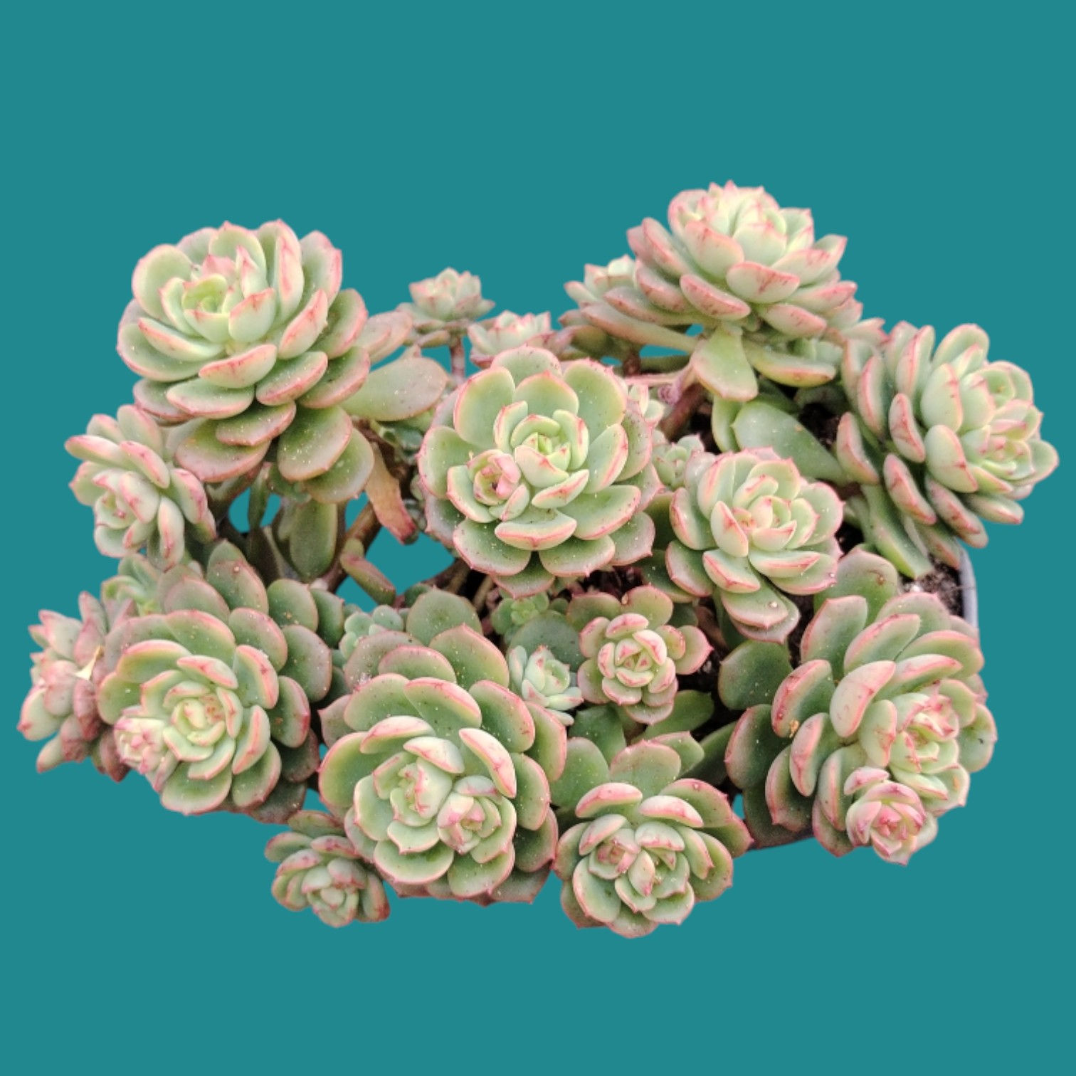 Echeveria " Victor " 