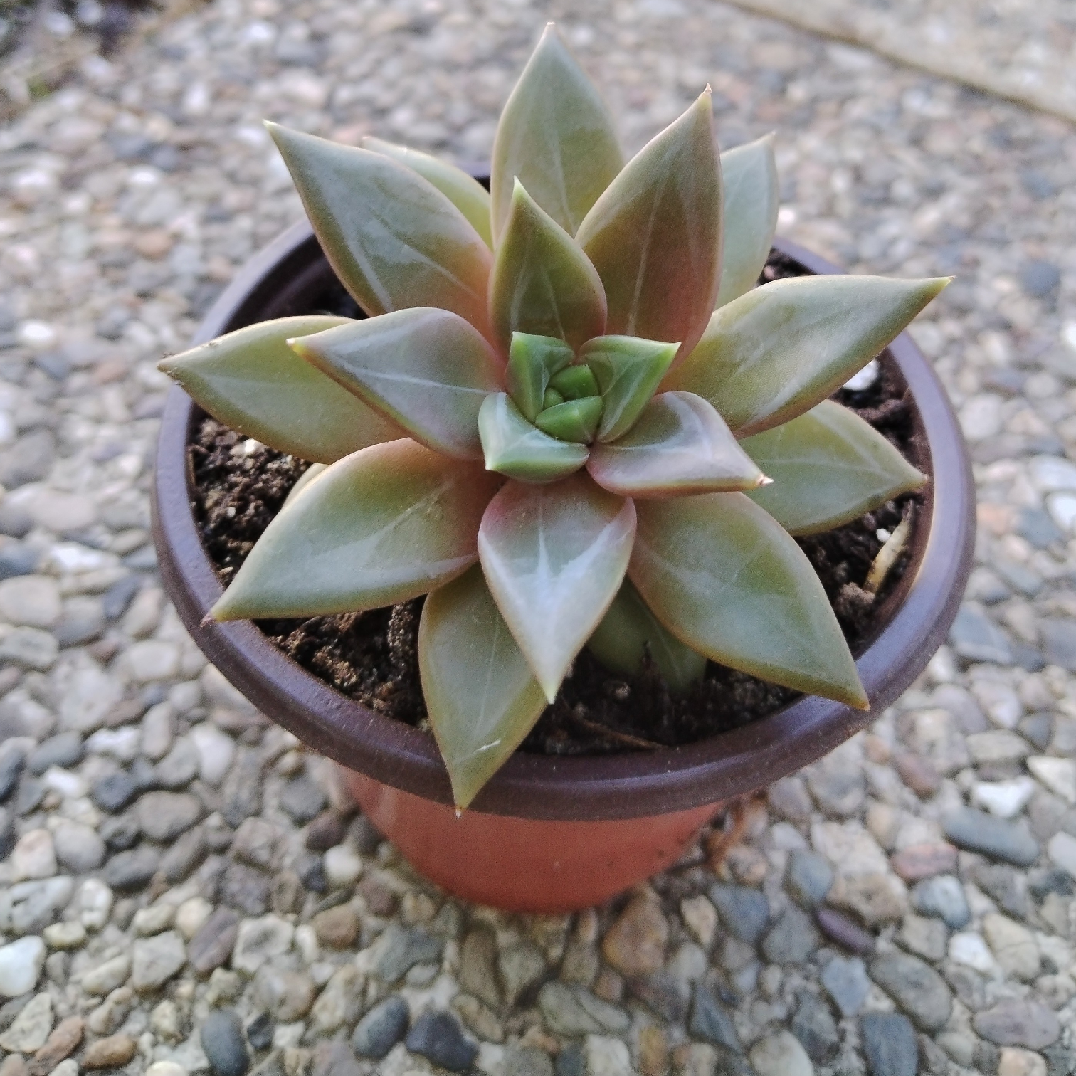 Echeveria " Danica"