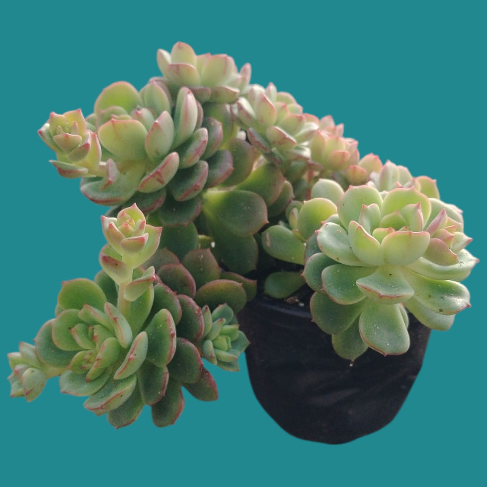 Miniature : Echeveria " Victor " 