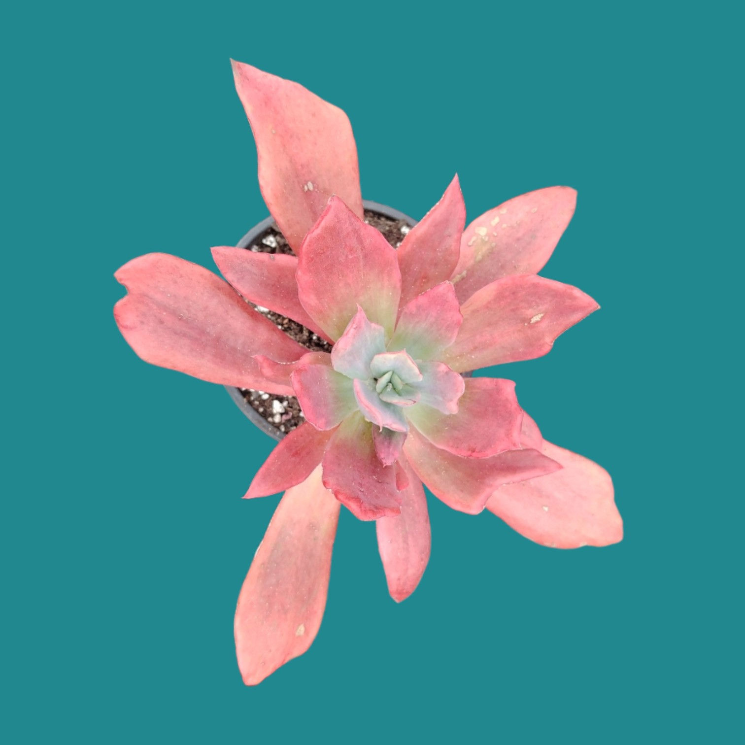 Echeveria " Diamond State "