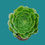 Miniature : Aeonium " Arboreum"