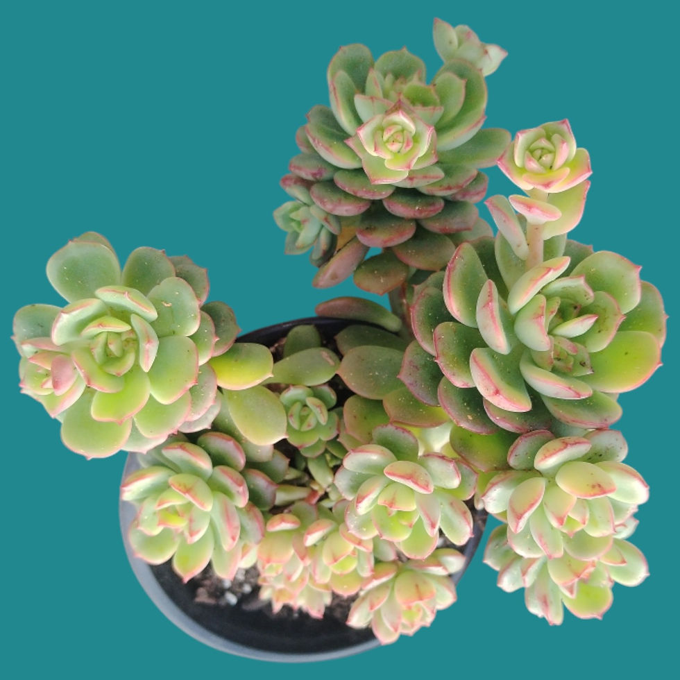 Miniature : Echeveria " Victor " 