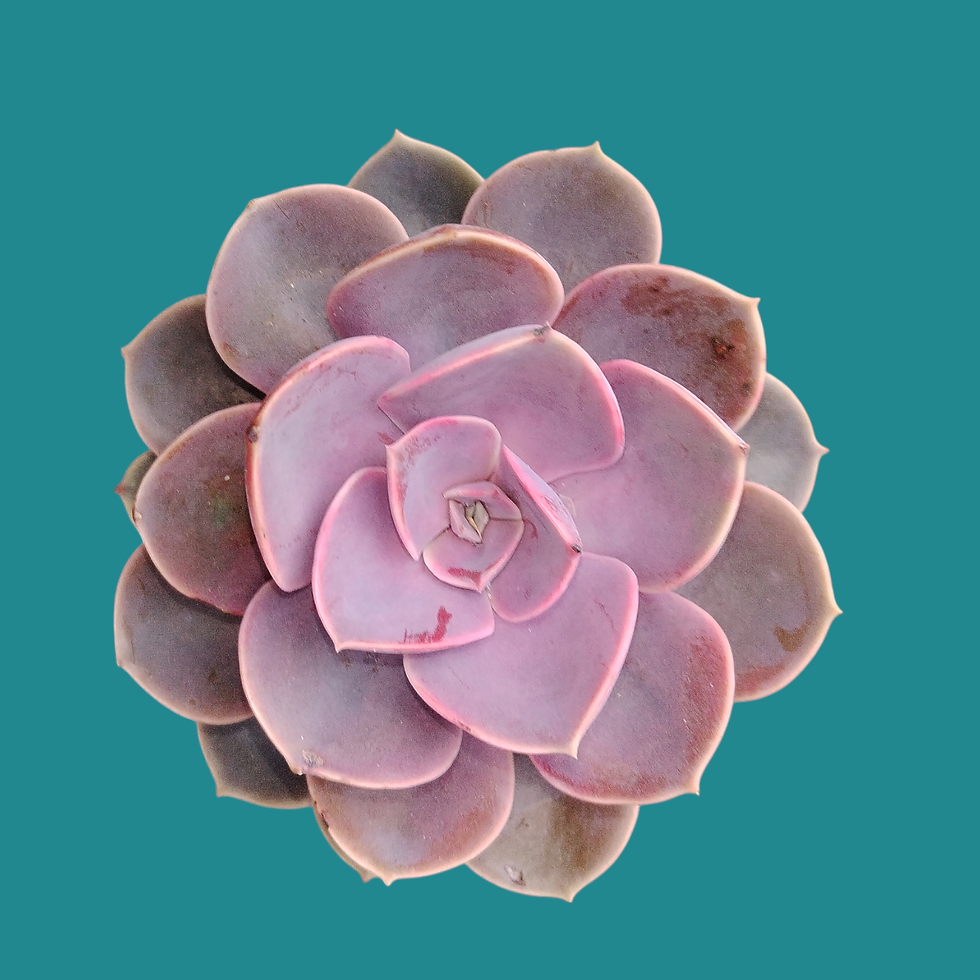 Miniature : Echeveria "Perle von nürnberg"