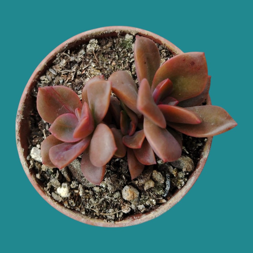 Miniature : Echeveria "Chroma" 