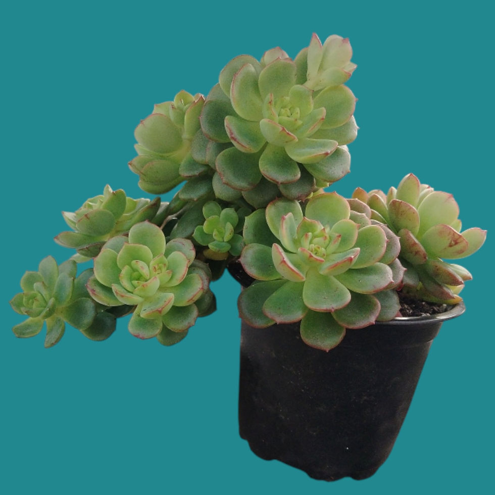 Miniature : Echeveria " Victor " 