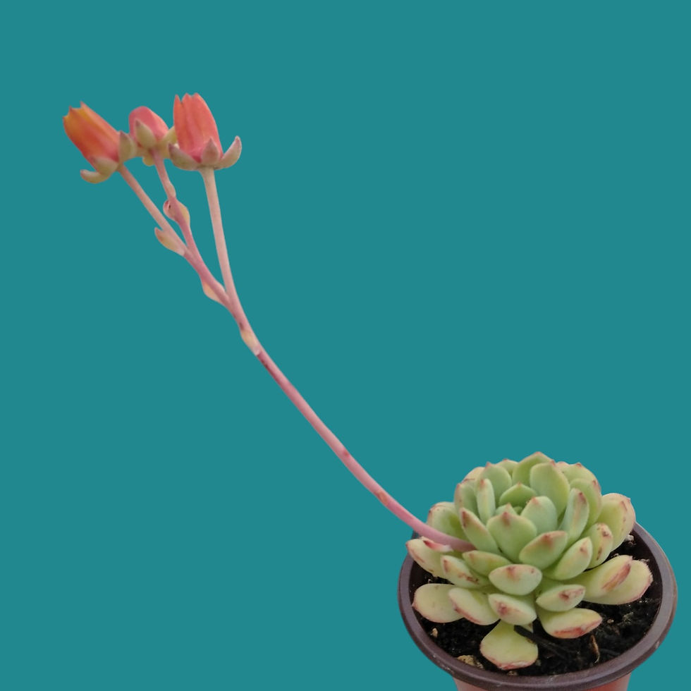 Miniature : Echeveria " Dorette "