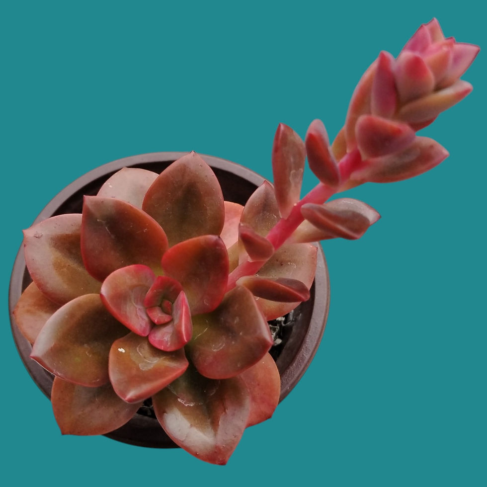 Miniature : Echeveria "Chroma" 