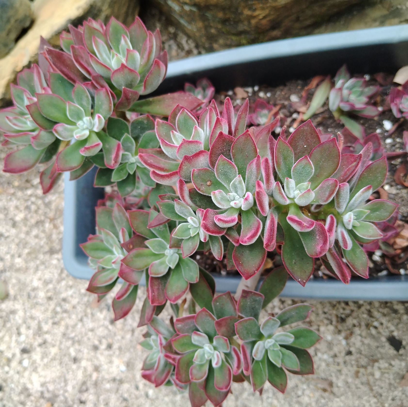 Echeveria "Pulvinata Devotion"