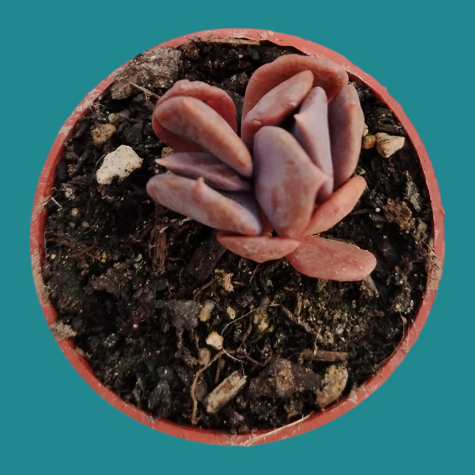 Miniature : Echeveria " Chocolate "