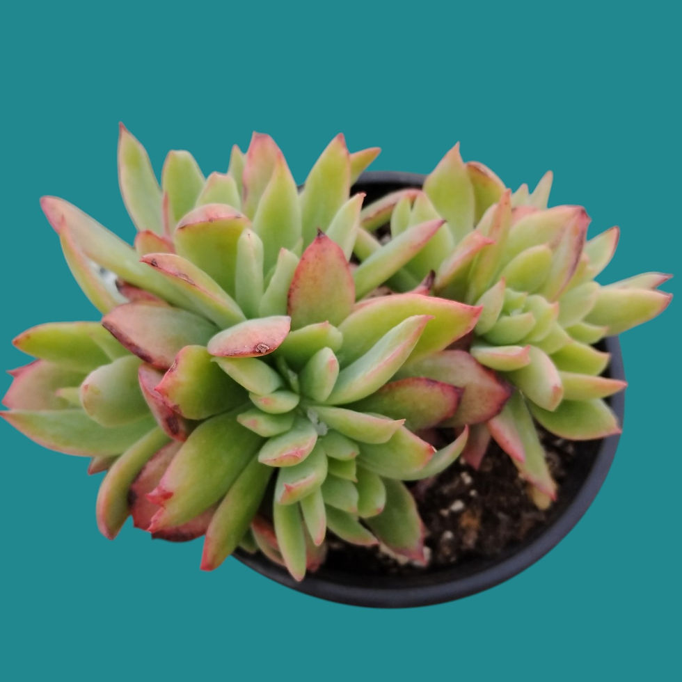 Miniature : Echeveria " Luella form. Cristata"