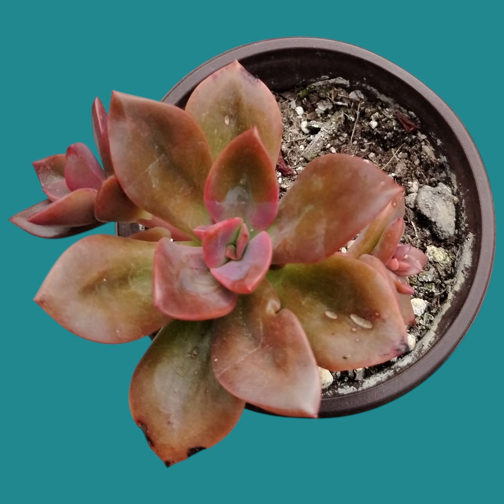 Miniature : Echeveria "Chroma" 
