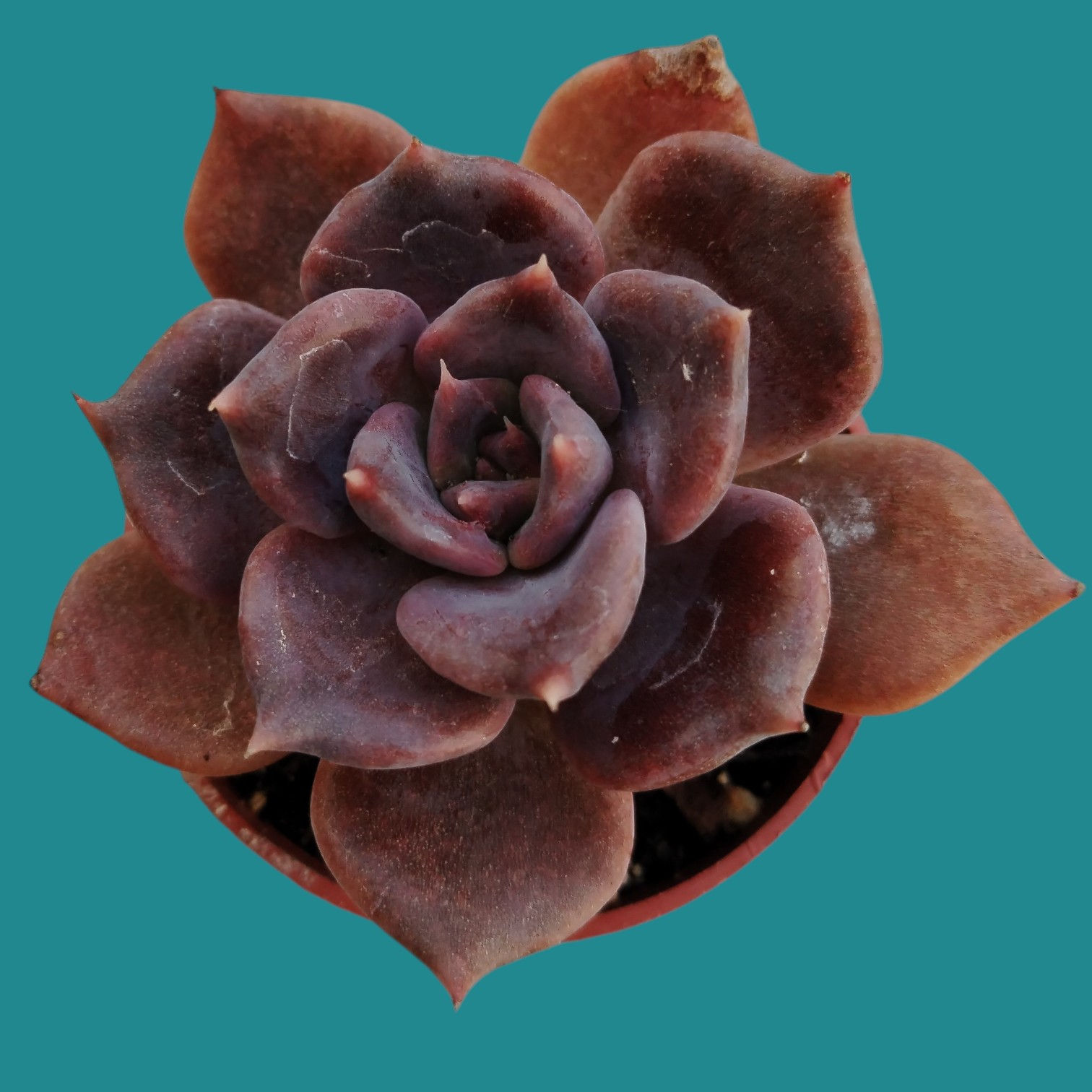 Echeveria " Chocolate "