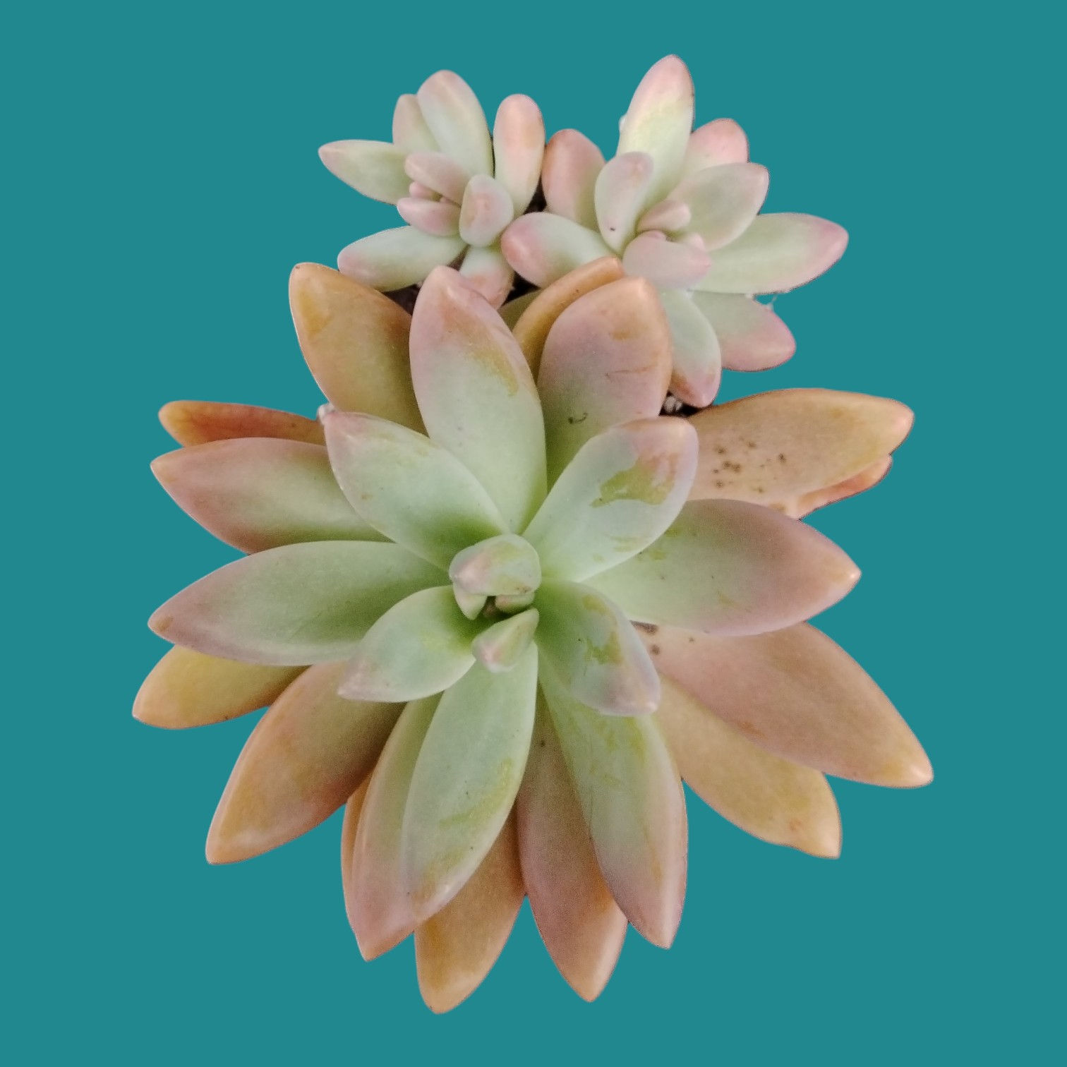 Graptosedum "Francesco Baldi"