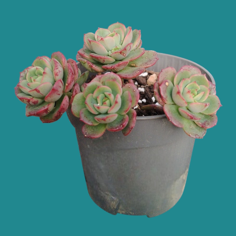 Miniature : Echeveria " Victor " 